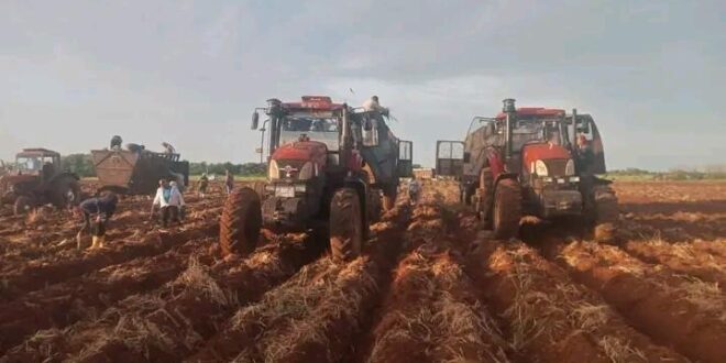 En Jovellanos, las mujeres matanceras dieron su aporte a la siembra de caña.
