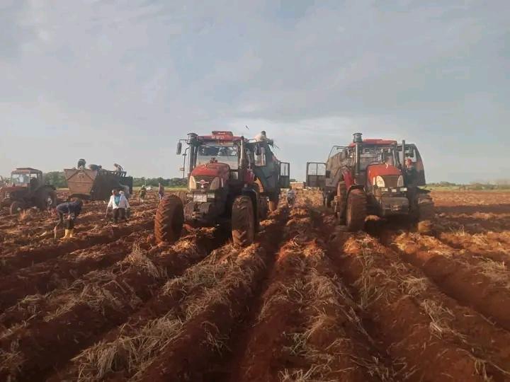 En Jovellanos, las mujeres matanceras dieron su aporte a la siembra de caña.