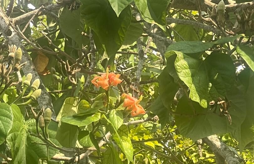 La flor de majagua, árbol oriundo de Cuba, deviene una alternativa muy eficaz en los tiempos que corren.