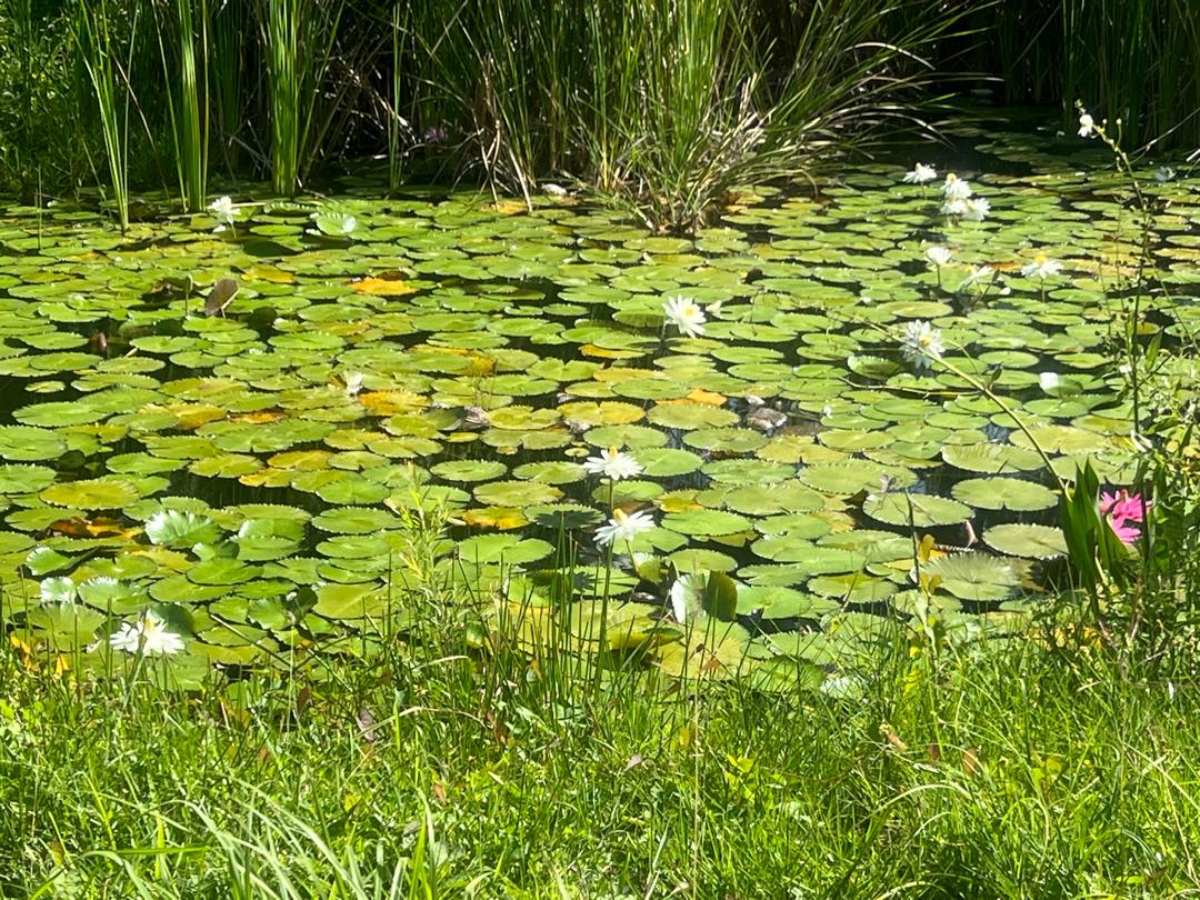 La vegetación figura entre los valores del Humedal. Se estima que existen alrededor de mil especies de plantas autóctonas.