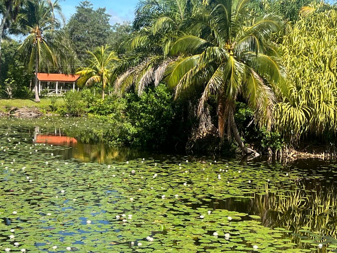 La Ciénaga de Zapata deslumbra por su belleza.