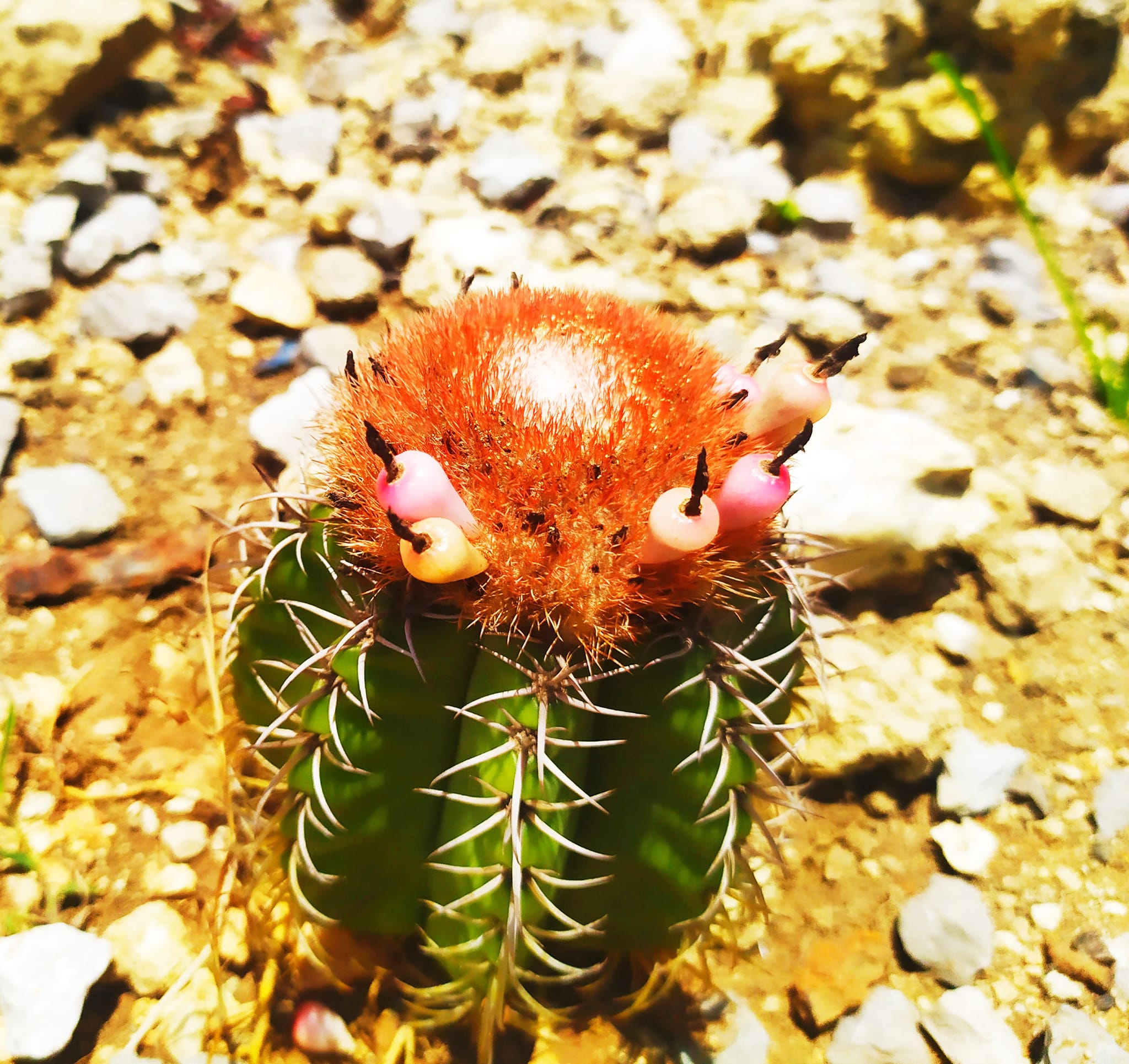 El melocactus matanzanus es endémico de Matanzas.