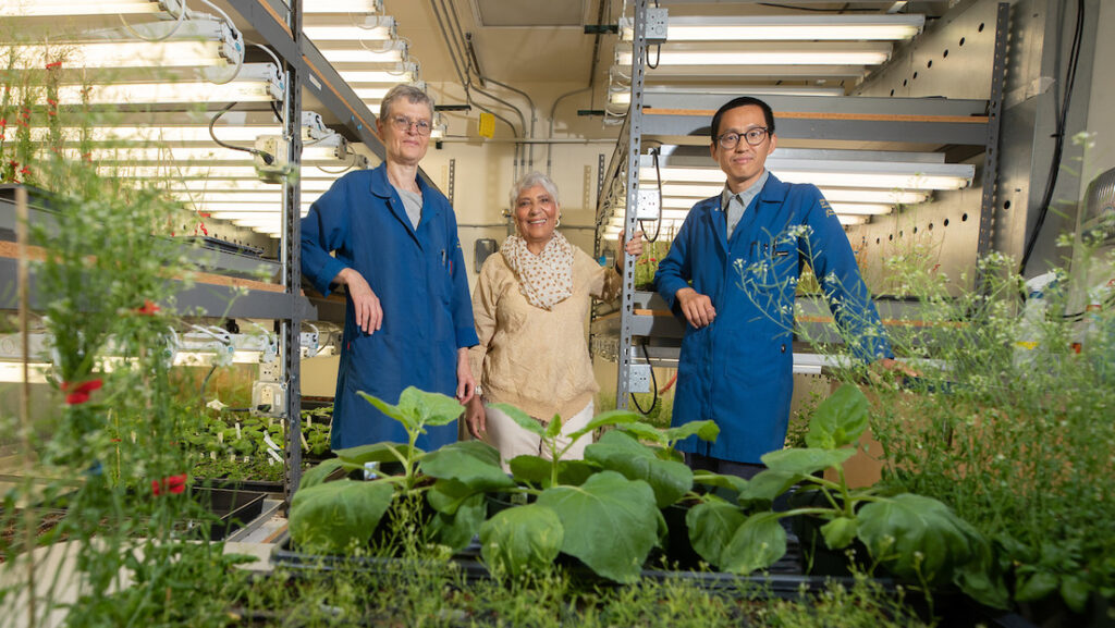 Investigadores Universidad de California en Riverside, EUA