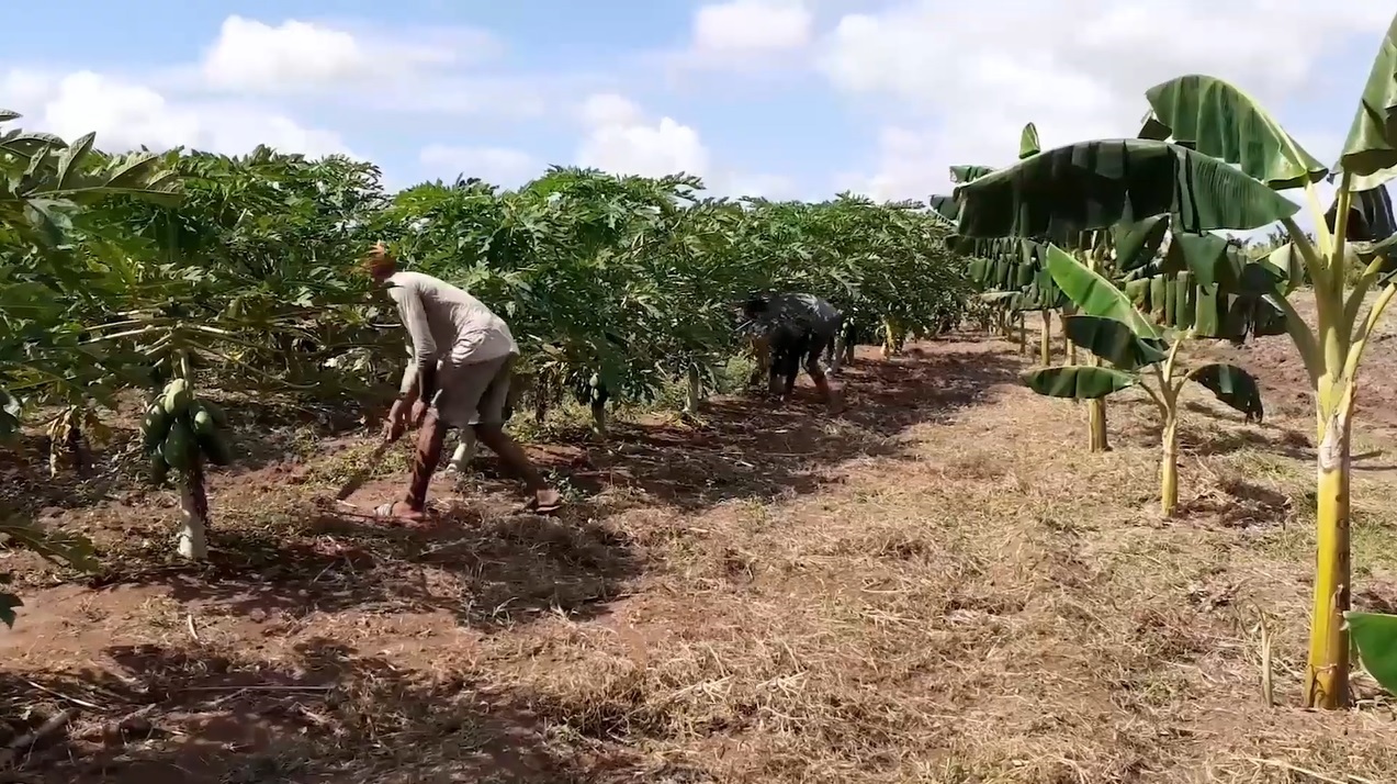 El campo de Cuba en los últimos años ha sido objeto de muchas transformaciones.