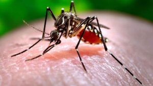 La prevención y el autofocal es esencial contra el mosquito