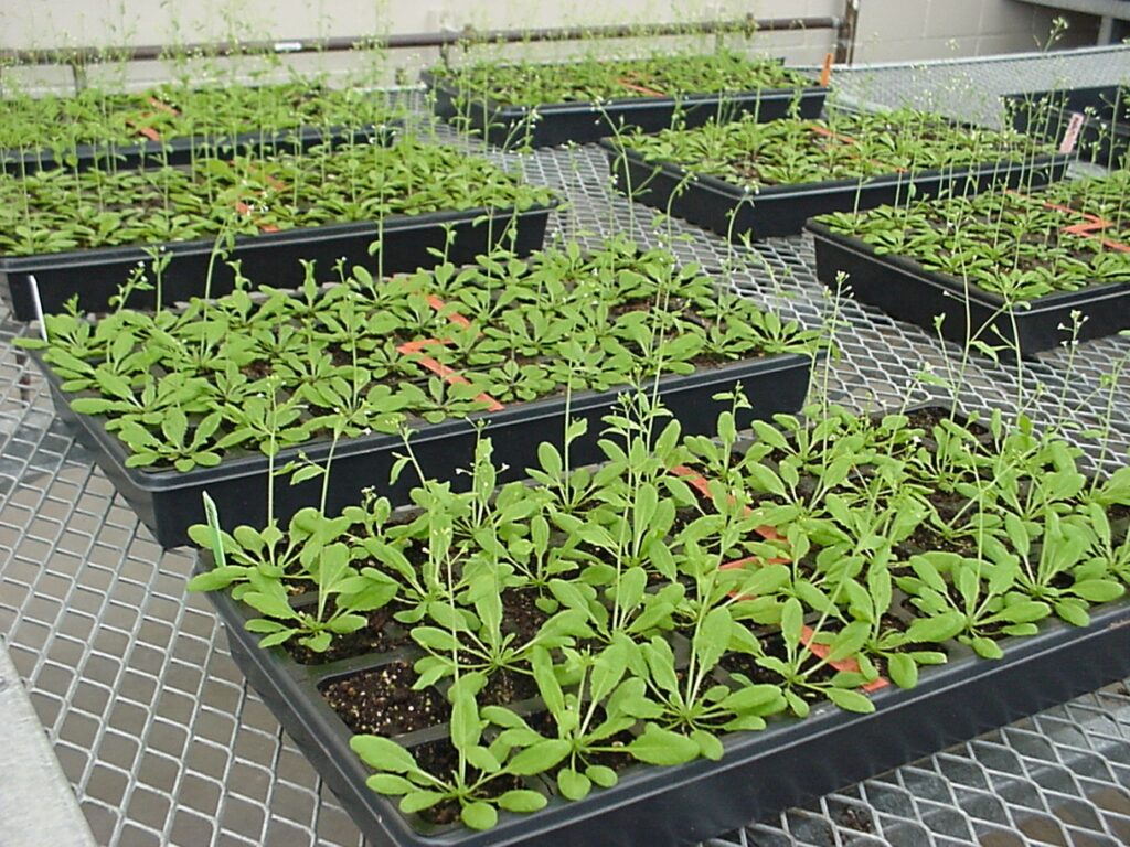 Las Arabidopsis producen aspirina para defenderse del estrés ambiental. 