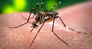 Sector de la Salud en Matanzas mantiene una constante batalla epidemiológica contra el dengue.