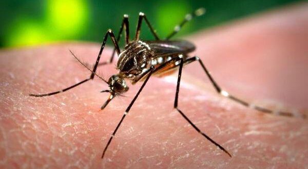Sector de la Salud en Matanzas mantiene una constante batalla epidemiológica contra el dengue.