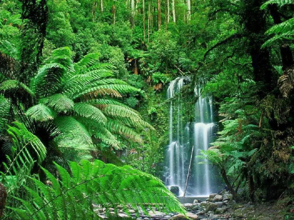 Entre los biomas más diversos de nuestro planeta se encuentra el bosque tropical. Se trata de un tipo de bosque formado por ecosistemas arbóreos que están presentes en toda la franja intertropical. Foto: JardineriaON