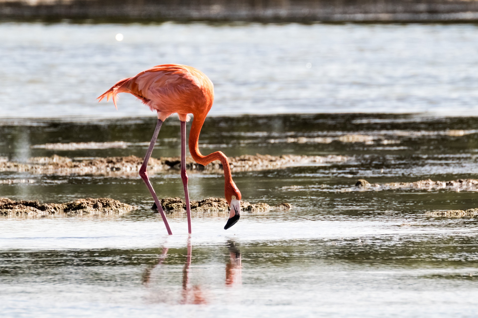 La Ciénaga de Zapata, en Matanzas, es uno de los ecosistemas que marcan gran interés para su conservación en Cuba. Foto: Pixabay