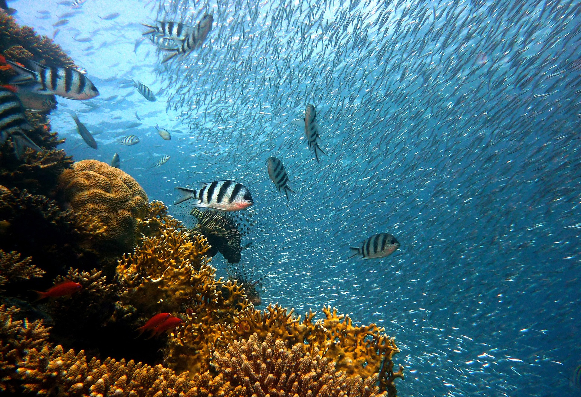 Los océanos son clave para la vida en el planeta. Foto: joakant/Pixabay