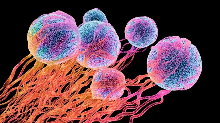 El cáncer constituye una de las principales causas de muerte a nivel mundial y un constante desafío por la vida para quienes lo padecen.