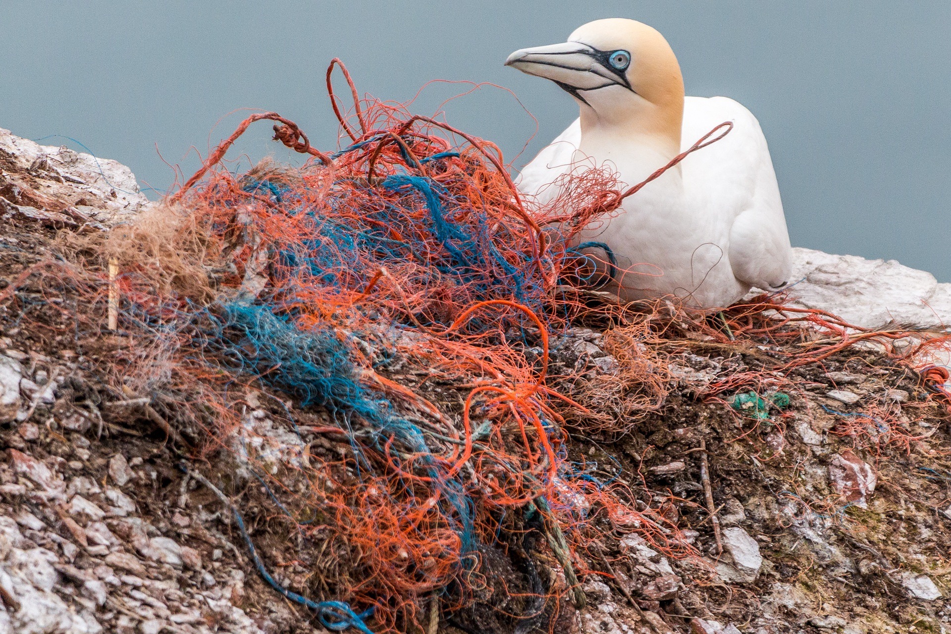Los plásticos y microplásticos no son una amenaza solo para la especie humana. Foto: Pixabay