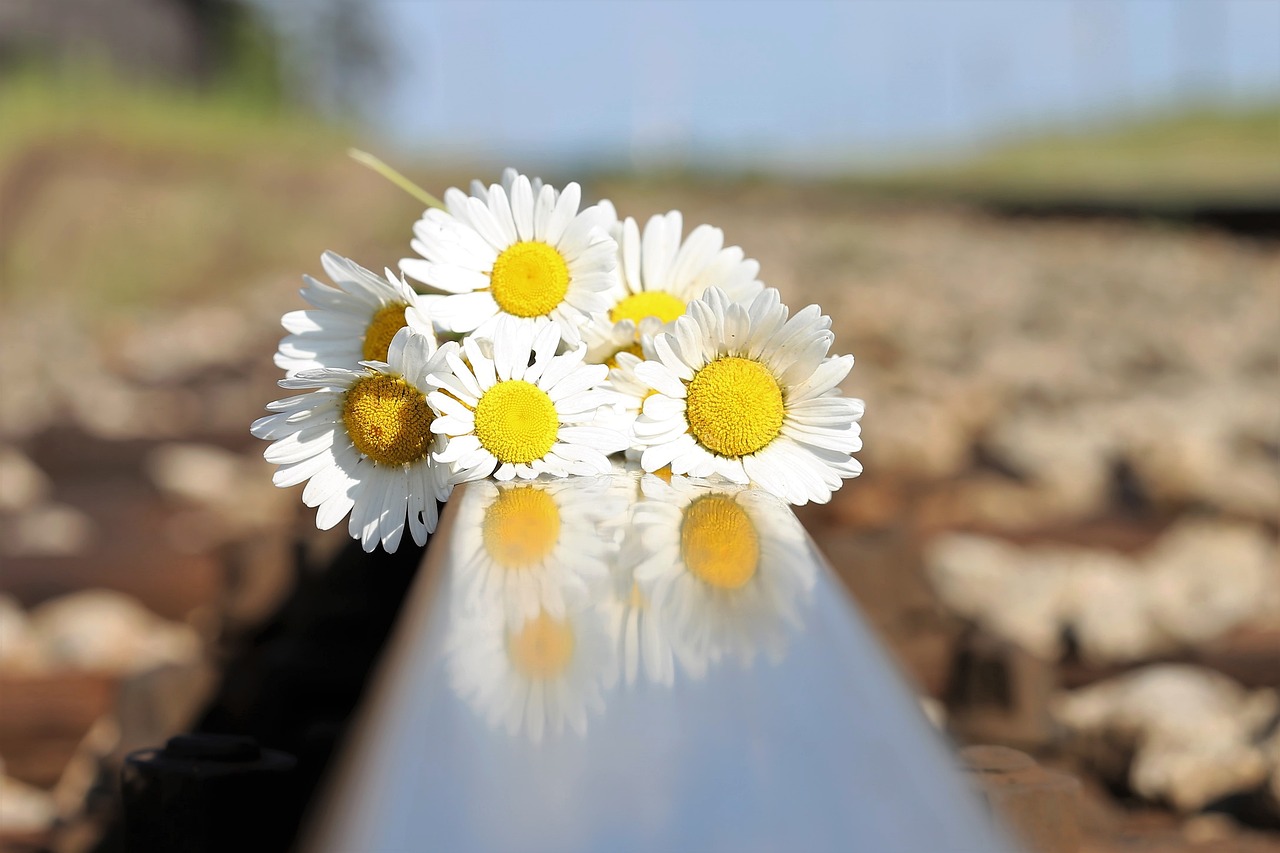 Las causas del suicidio son multifacéticas e incluyen factores psicológicos, sociales y económicos. Foto: Goran Horvat en Pixabay